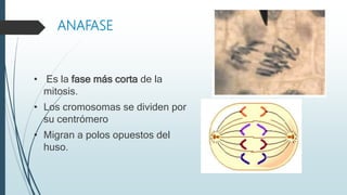 ANAFASE
• Es la fase más corta de la
mitosis.
• Los cromosomas se dividen por
su centrómero
• Migran a polos opuestos del
huso.
 