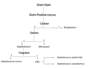 GramPositivecoccus
Catalase
Oxidase
Staphylococci
Streptococci
+
_
GramStain
_ +
Micrococci
Coagulase
Staphylococcus aureus
_
+
CNS
Staphylococcus epidermidis
Staphylococcus saprophyticus
 