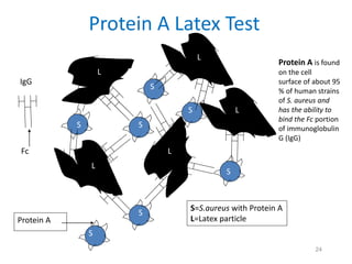 24
Protein A Latex Test
S
S
S
S
S
L
L
L
L
L
IgG
S=S.aureus with Protein A
L=Latex particle
Protein A
S
Fc
S
Protein A is found
on the cell
surface of about 95
% of human strains
of S. aureus and
has the ability to
bind the Fc portion
of immunoglobulin
G (IgG)
 