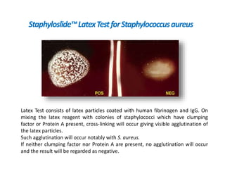Staphyloslide™LatexTestforStaphylococcusaureus
Latex Test consists of latex particles coated with human fibrinogen and IgG. On
mixing the latex reagent with colonies of staphylococci which have clumping
factor or Protein A present, cross-linking will occur giving visible agglutination of
the latex particles.
Such agglutination will occur notably with S. aureus.
If neither clumping factor nor Protein A are present, no agglutination will occur
and the result will be regarded as negative.
 