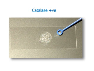 Catalase +ve
 