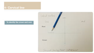 4- Cervical line
• To identify the crown and root.
Root
Crown
 
