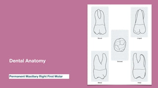 Dental Anatomy
Permanent Maxillary Right First Molar
 