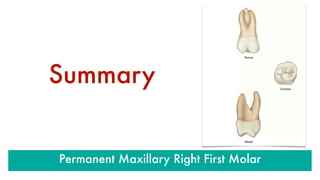 Summary
Permanent Maxillary Right First Molar
 