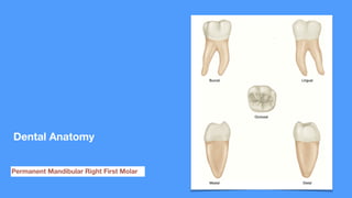Dental Anatomy
Permanent Mandibular Right First Molar
 