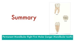 Summary
Permanent Mandibular Right First Molar (Larger Mandibular tooth)
 