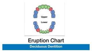 Eruption Chart
Deciduous Dentition
 