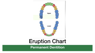 Eruption Chart
Permanent Dentition
 