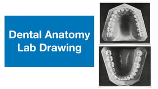Dental Anatomy
Lab Drawing
 