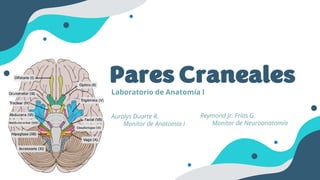 Pares Craneales
Laboratorio de Anatomía I
Auralys Duarte R.
Monitor de Anatomía I
Reymond Jr. Frías G.
Monitor de Neuroanatomía
 