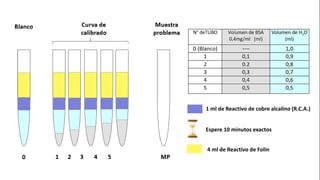 1 ml de Reactivo de cobre alcalino (R.C.A.)
Espere 10 minutos exactos
1 ml de Reactivo de cobre alcalino (R.C.A.)
Espere 10 minutos exactos
4 ml de Reactivo de Folin
 