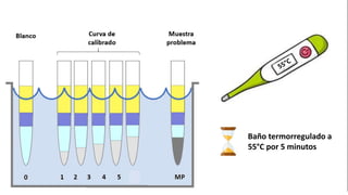 Baño termorregulado a
55°C por 5 minutos
 