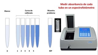 Medir absorbancia de cada
tubo en un espectrofotómetro
 