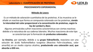 9
PROCEDIMIENTO EXPERIMENTAL
Método de Lowry
Es un método de valoración cuantitativa de las proteínas. A las muestras se le
añade un reactivo que forma un compuesto coloreado con las proteínas, siendo
la intensidad del color proporcional a la concentración de proteínas, según la
ley de Lambert y Beer.
Algunos aminoácidos sufren reacciones características con ciertos reactivos
debido a la naturaleza de sus cadenas laterales. Muchas reacciones de este tipo
se caracterizan por la formación de productos coloreados.
La tirosina, por ejemplo, debido a su grupo hidroxifenilo, reacciona con una
solución de ácido fosfomolíbdico tungstico (Reactivo Folin-ciocalteau, color
amarillo) en un medio cúprico alcalino, produciendo una coloración azul, que
absorbe a 650 nm.
 