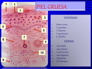 TIPOS DE PIEL, INCLUYENDO LOS DISTINTOS TIPOS DE DERMIS | PPT