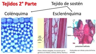 Tejido de sostén
Colénquima Esclerénquima
Fibras: Células alargadas. Se asocian por lo
general a la médula, corteza, xilema, floema y
Esclereidas son células cortas de forma
variable
 