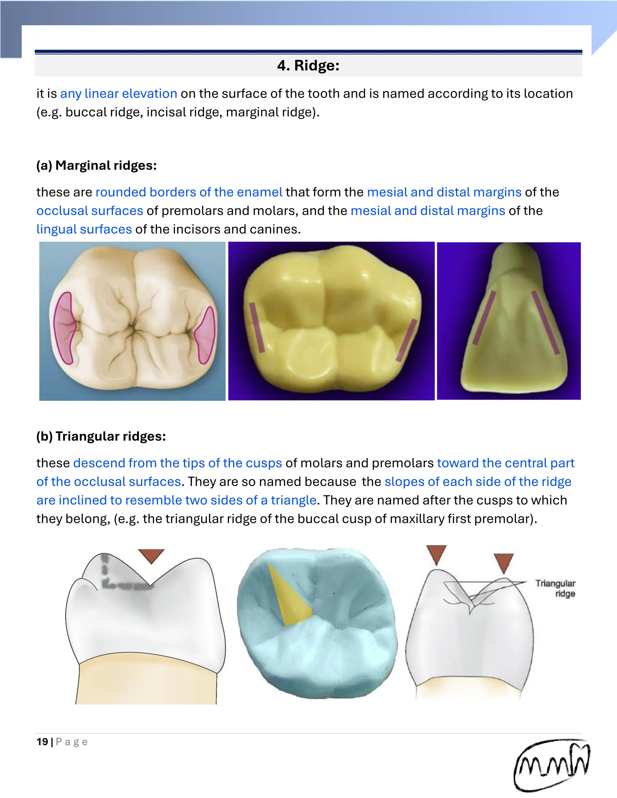 Handbook of Dental anatomy (practical part) | PDF