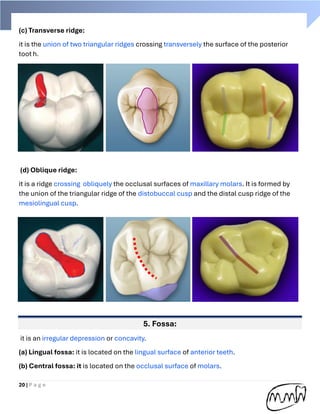 Transversal Ridge Handbook of Dental anatomy (practical part) | PDF