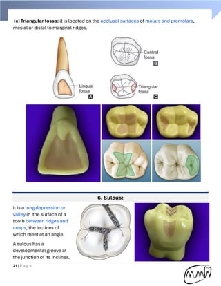 Mid Developmental Ridge Tooth Handbook of Dental anatomy (practical part) | PDF