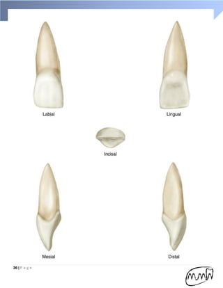 Handbook of Dental anatomy (practical part) | PDF