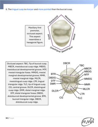 Mid Developmental Ridge Handbook of Dental anatomy (practical part) | PDF