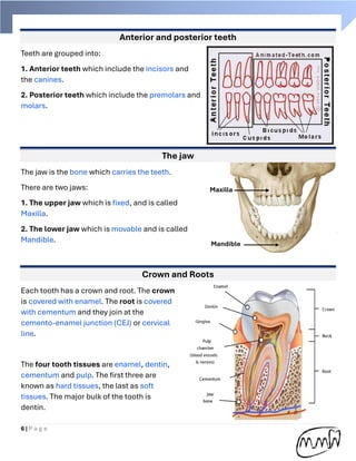 Handbook of Dental anatomy (practical part) | PDF
