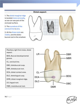 Handbook of Dental anatomy (practical part) | PDF