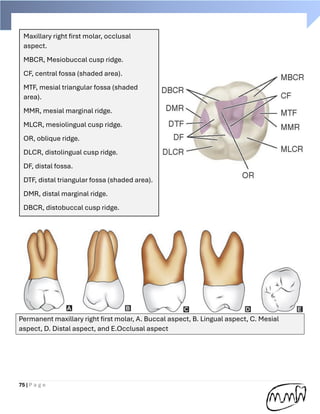 Mandibular First Molar Ridges Handbook of Dental anatomy (practical part) | PDF