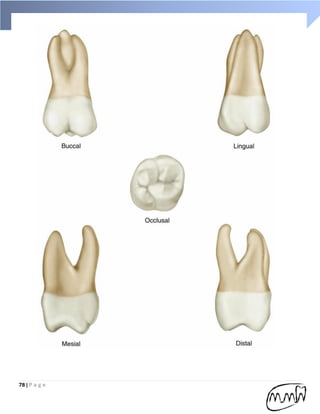 Handbook of Dental anatomy (practical part) | PDF