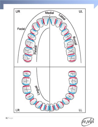 Handbook of Dental anatomy (practical part) | PDF