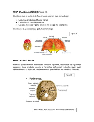 Formane Rasgado norma craneales.mandibula,cavidades craneales y foramenes.pdf