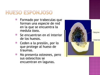Formado por trabeculas que forman una especie de red en la que se encuentra la medula ósea. Se encuentran en el interior de los huesos. Ceden a la presi ó n, por lo que protege al hueso de traumas. No presenta osteones, pero sus osteocitos se encuentran en lagunas. 