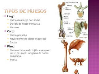 Largo Hueso m á s largo que ancho Di á fisis de hueso compacto Humero Corto Hueso peque ñ o Mayormente de tejido esponjoso Carpos Plano Hueso achatado de tejido esponjoso entre dos capas delgadas de hueso compacto frontal 
