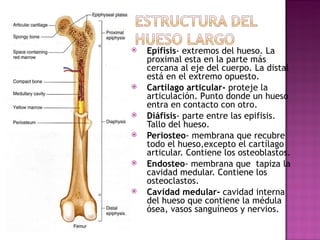 Epifisis - extremos del hueso. La proximal esta en la parte m á s cercana al eje del cuerpo. La distal est á  en el extremo opuesto. Cart í lago articular-  proteje la articulaci ó n. Punto donde un hueso entra en contacto con otro. Di á fisis - parte entre las epifisis. Tallo del hueso. Periosteo - membrana que recubre todo el hueso,excepto el cart í lago articular. Contiene los osteoblastos. Endosteo - membrana que  tapiza la cavidad medular. Contiene los osteoclastos. Cavidad medular-  cavidad interna del hueso que contiene la m é dula  ó sea, vasos sangu í neos y nervios.  