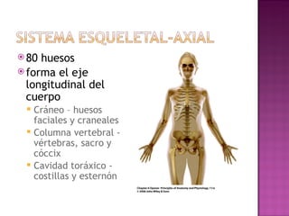 80 huesos  forma el eje longitudinal del cuerpo  Cráneo – huesos faciales y craneales Columna vertebral - vértebras, sacro y cóccix  Cavidad toráxico - costillas y esternón 