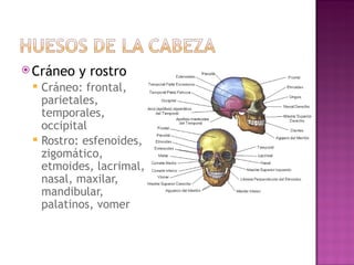 Cr á neo y rostro Cr á neo: frontal, parietales, temporales, occipital Rostro: esfenoides, zigomático, etmoides, lacrimal, nasal, maxilar, mandibular, palatinos, vomer  
