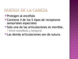 Protegen al enc é falo Contiene 4 de los 5 tipos de receptores sensoriales especiales Solo una de las articulaciones es movible. Entre mand í bula y temporal Las dem á s articulaciones son de sutura. 
