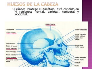 i.Cráneo:  Protege el encéfalo, está dividido en 4 regiones: frontal, parietal, temporal y occipital.  