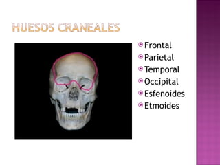 Frontal Parietal Temporal Occipital Esfenoides Etmoides 