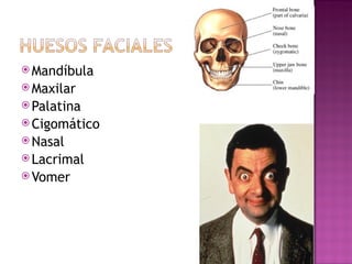 Mandíbula Maxilar Palatina Cigomático Nasal Lacrimal Vomer 