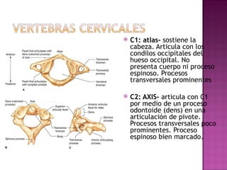 C1: atlas-  sostiene la cabeza. Articula con los condilos occipitales del hueso occipital. No presenta cuerpo ni proceso espinoso. Procesos transversales prominentes C2: AXIS-  articula con C1 por medio de un proceso odontoide (dens) en una articulaci ó n de pivote. Procesos transversales poco prominentes. Proceso espinoso bien marcado. 