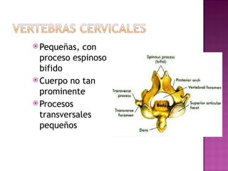 Peque ñ as, con proceso espinoso bifido Cuerpo no tan prominente  Procesos transversales peque ñ os 