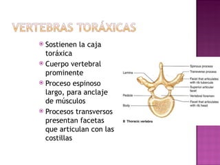 Sostienen la caja tor á xica Cuerpo vertebral prominente Proceso espinoso largo, para anclaje de m ú sculos Procesos transversos presentan facetas que articulan con las costillas 