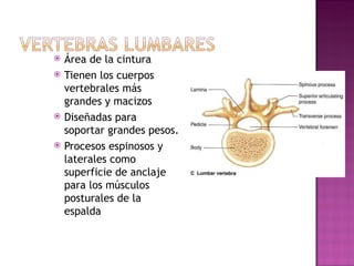 Área de la cintura Tienen los cuerpos vertebrales m á s grandes y macizos Dise ñ adas para soportar grandes pesos. Procesos espinosos y laterales como superficie de anclaje para los m ú sculos posturales de la espalda 