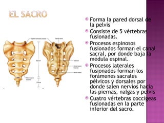 Forma la pared dorsal de la pelvis Consiste de 5 v é rtebras fusionadas. Procesos espinosos fusionados forman el canal sacral, por donde baja la m é dula espinal. Procesos laterales fusionados forman los forámenes sacrales p é lvicos y dorsales por donde salen nervios hacia las piernas, nalgas y pelvis Cuatro v é rtebras coccígeas fusionadas en la parte inferior del sacro. 