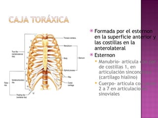Formada por el esternon en la superficie anterior y las costillas en la anterolateral Esternon  Manubrio- articula con par de costillas 1, en articulaci ó n sincondrosa (cartílago hialino) Cuerpo- articula con pares 2 a 7 en articulaciones sinoviales 