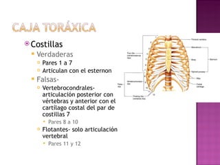 Costillas Verdaderas Pares 1 a 7 Articulan con el esternon Falsas- Vertebrocondrales- articulaci ó n posterior con vértebras y anterior con el cart í lago costal del par de costillas 7 Pares 8 a 10 Flotantes- solo articulaci ó n vertebral Pares 11 y 12 