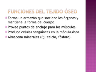 Forma un armazón que sostiene los órganos y mantiene la forma del cuerpo   Provee puntos de anclaje para los m ú sculos. Produce células sanguíneas en la médula ósea. Almacena minerales (Ej. calcio, fósforo). 