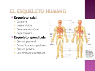 Esqueleto axial Calavera Hueso hioide Columna vertebral Caja tor á xica Esqueleto apendicular Cintura pectoral Extremidades superiores Cintura p é lvica Extremidades inferiores 