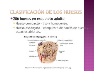 206 huesos en esqueleto adulto Hueso compacto  – liso y homog é neo. Hueso esponjoso  – compuesto de barras de hueso y espacios abiertos.  http://www.fluorideaction.org/pesticides/compact.spongy.bone.jpg 